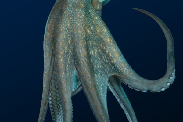 Kraken 19 at сайт