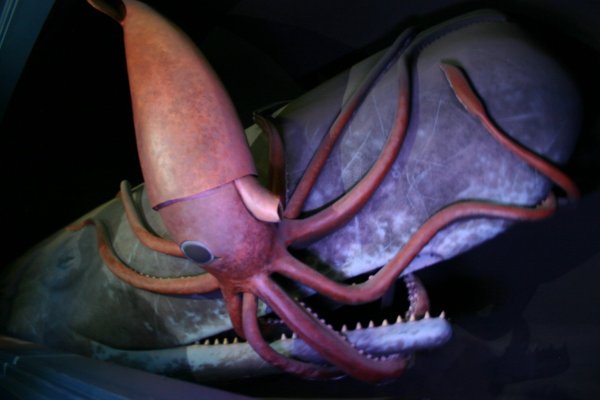 Kraken18 at