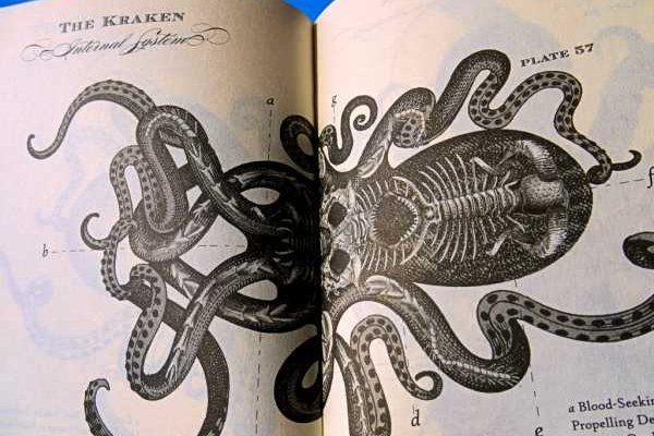 Kraken 25at