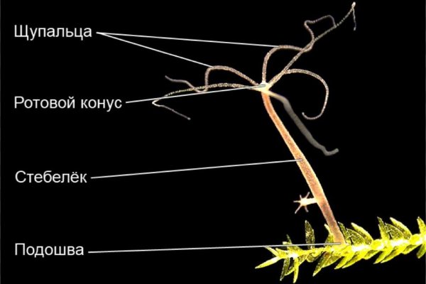 Kraken зеркало kraken link top