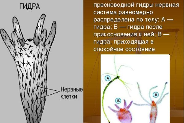Что с кракеном сегодня сайт